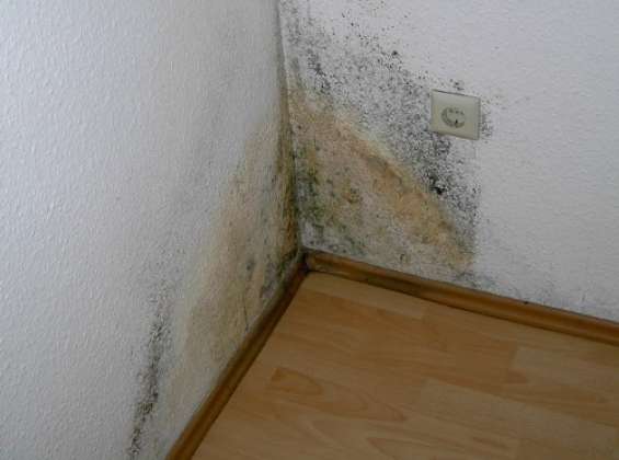 Maler Fleig AG - Maler Aargau - Maler Rheinfelden - Maler Hellikon - Lasuren - Gipserarbeiten - Fassaden - Garagentor - Gerüstbau - Beschriftungen - Schimmelsanierungen - Giessharz - Bodenbeschichtungen - Borkenkäferbekämpfung - Bitumenanstrich - Brandabschottungen - Farbkonzept durch Fotomontage - Maler und Gipser Verband - Maler Lehrbetrieb - Malerbetrieb Schweiz
